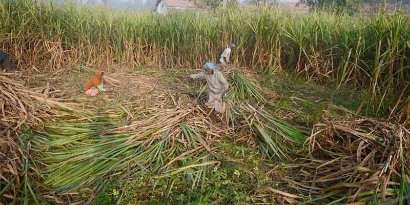 cooperative sugar mills